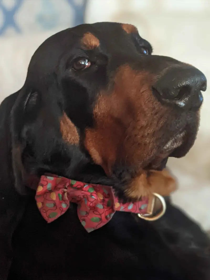 Officer Buddy, TESS Mascot